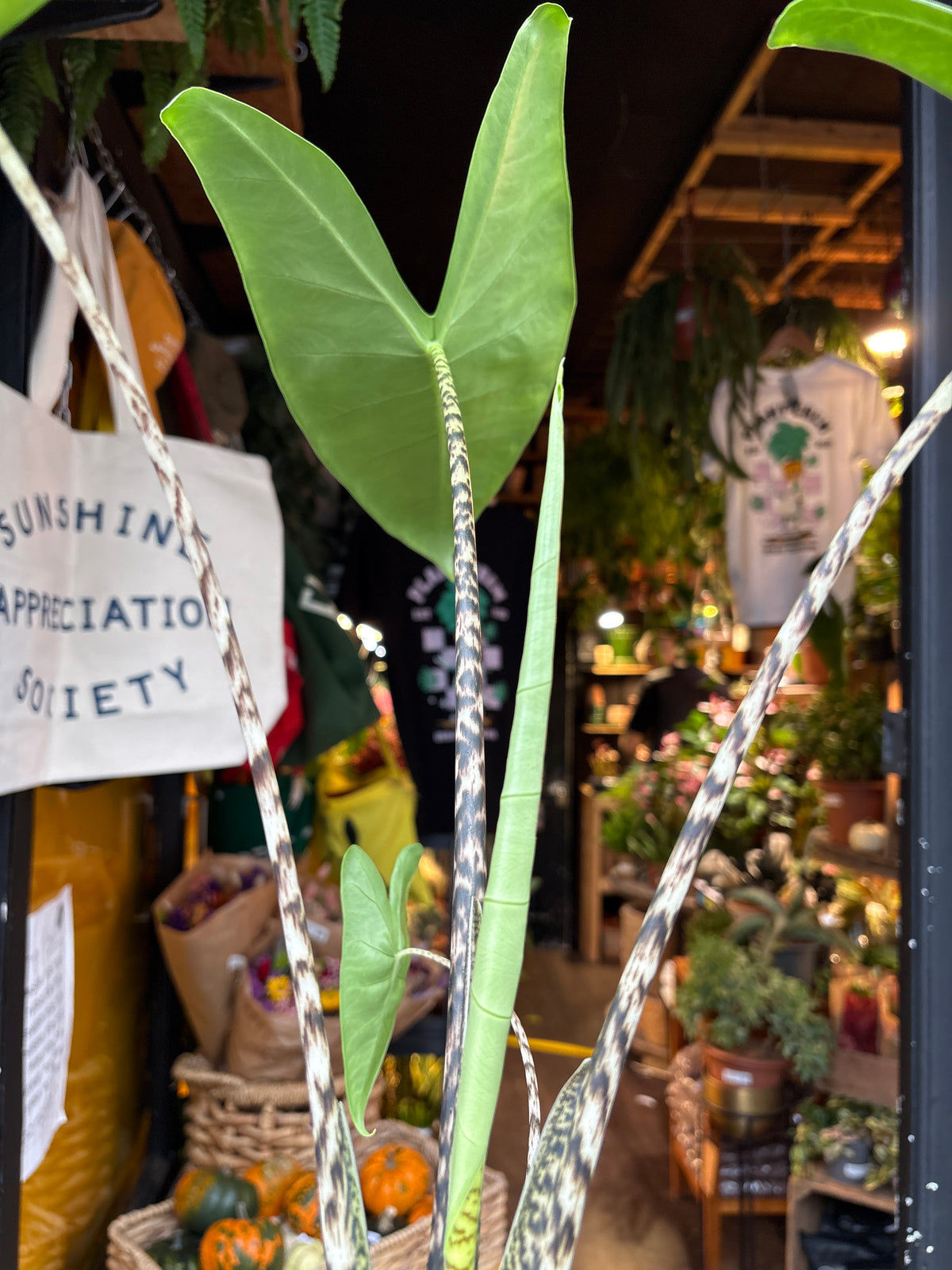 Alocasia Zebrina in 14cm pot outside Urban Tropicana plant shop in Chiswick, London