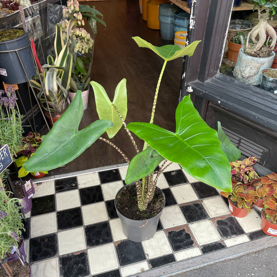 Alocasia Zebrina, or Zebra Alocasia, Zebra Plant and Elephant Ear, outside Urban Tropicana’s houseplant store in Chiswick, London