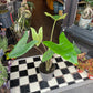 Alocasia Zebrina, or Zebra Alocasia, Zebra Plant and Elephant Ear, outside Urban Tropicana’s houseplant store in Chiswick, London