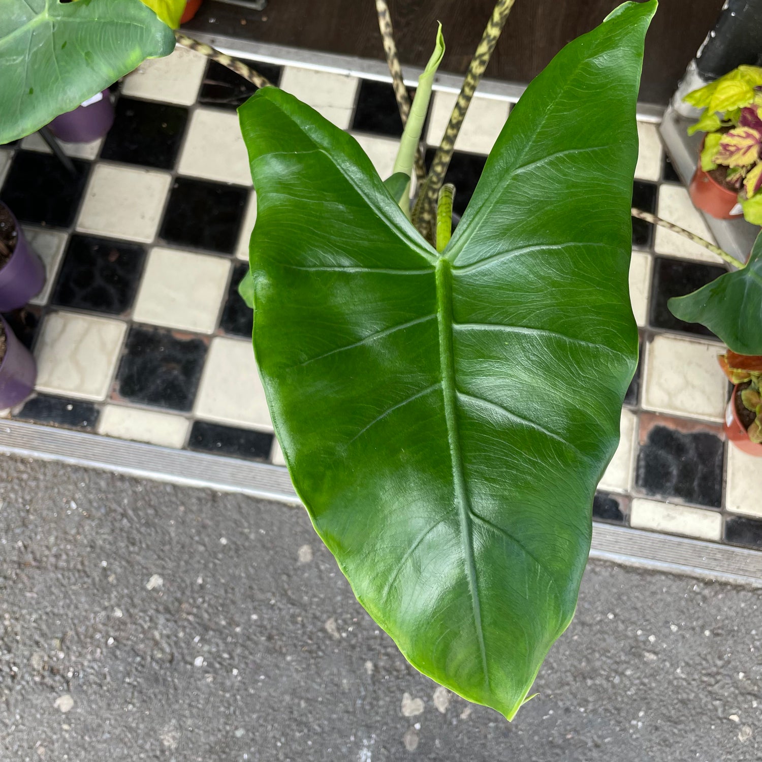 Alocasia Zebrina, or Zebra Alocasia, Zebra Plant and Elephant Ear, outside Urban Tropicana’s houseplant store in Chiswick, London