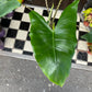 Alocasia Zebrina, or Zebra Alocasia, Zebra Plant and Elephant Ear, outside Urban Tropicana’s houseplant store in Chiswick, London