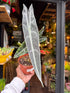 An Alocasia longiloba ‘Purple’ plant in front of Urban Tropicana’s Plant Shop in Chiswick London
