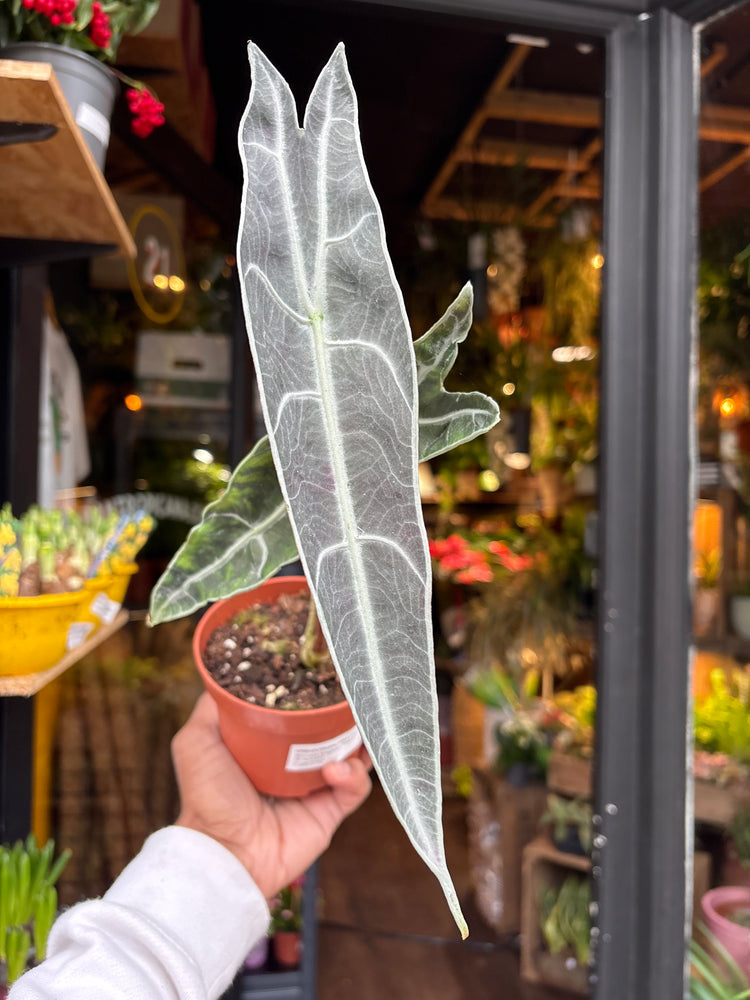 An Alocasia longiloba ‘Purple’ plant in front of Urban Tropicana’s Plant Shop in Chiswick London