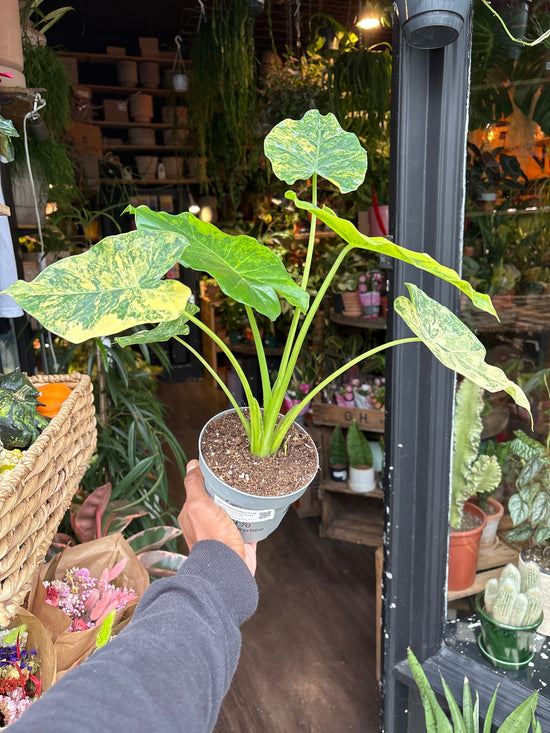An Alocasia macrorrhiza ‘Aurea Variegata’ plant in front of Urban Tropicana’s Plant Shop in Chiswick London