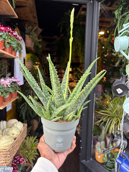 An Aloe Medivera plant in front of Urban Tropicana’s Plant Shop in Chiswick London