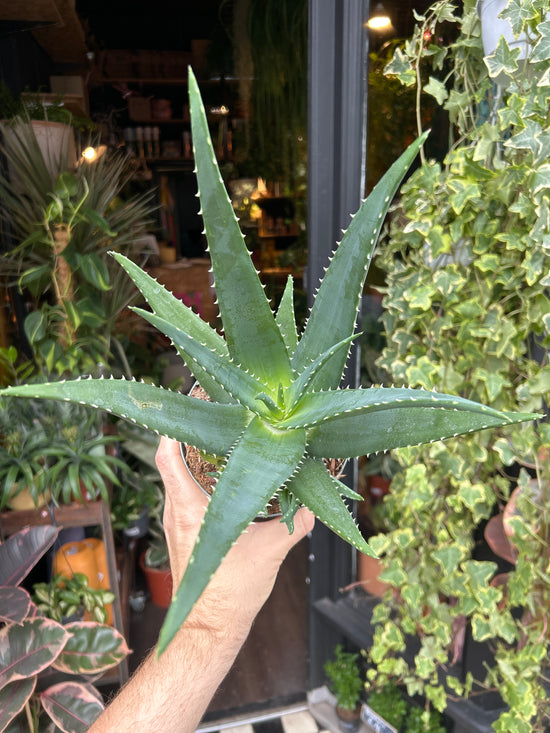 Aloe Medivera in front of Urban Tropicana’s Plant Shop in Chiswick London