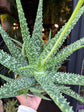 An Aloe Medivera plant in front of Urban Tropicana’s Plant Shop in Chiswick London
