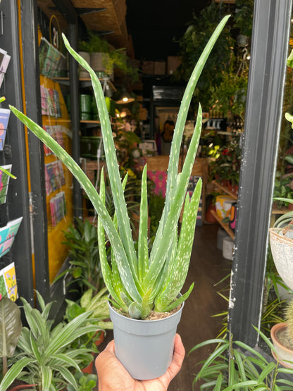 An Aloe vera plant also know as Aloe barbadensis in front of Urban Tropicana&