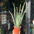 Aloe vera plant with thick, fleshy green leaves arranged in a rosette, displayed in a nursery pot at Urban Tropicana plant shop, Chiswick, London