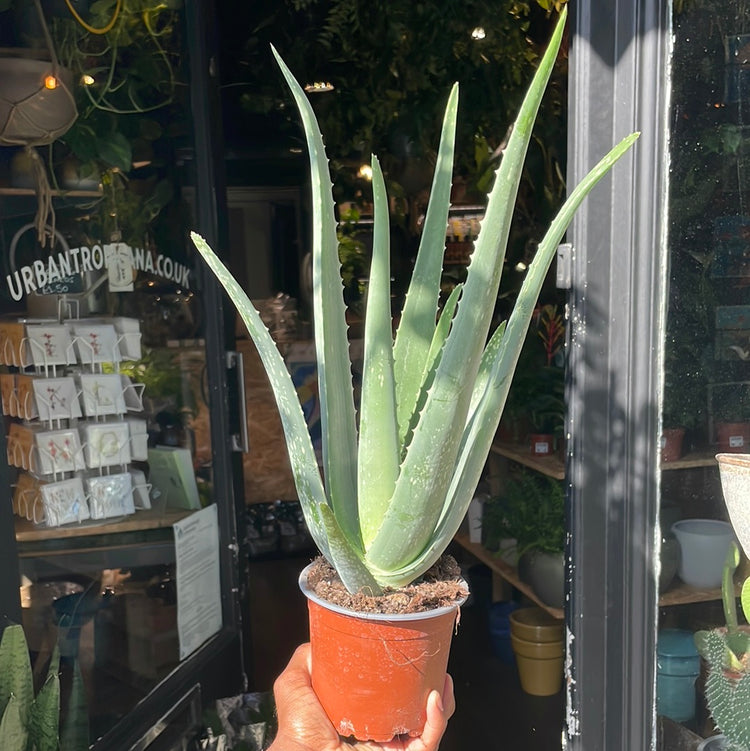 Aloe vera plant with thick, fleshy green leaves arranged in a rosette, displayed in a nursery pot at Urban Tropicana plant shop, Chiswick, London