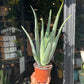Aloe vera plant with thick, fleshy green leaves arranged in a rosette, displayed in a nursery pot at Urban Tropicana plant shop, Chiswick, London