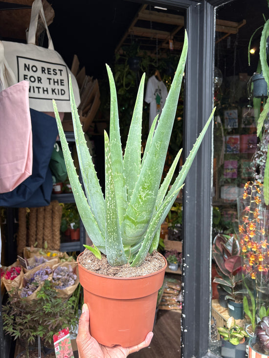 An Aloe Vera plant also known as a Aloe barbadensis miller in front of Urban Tropicana&