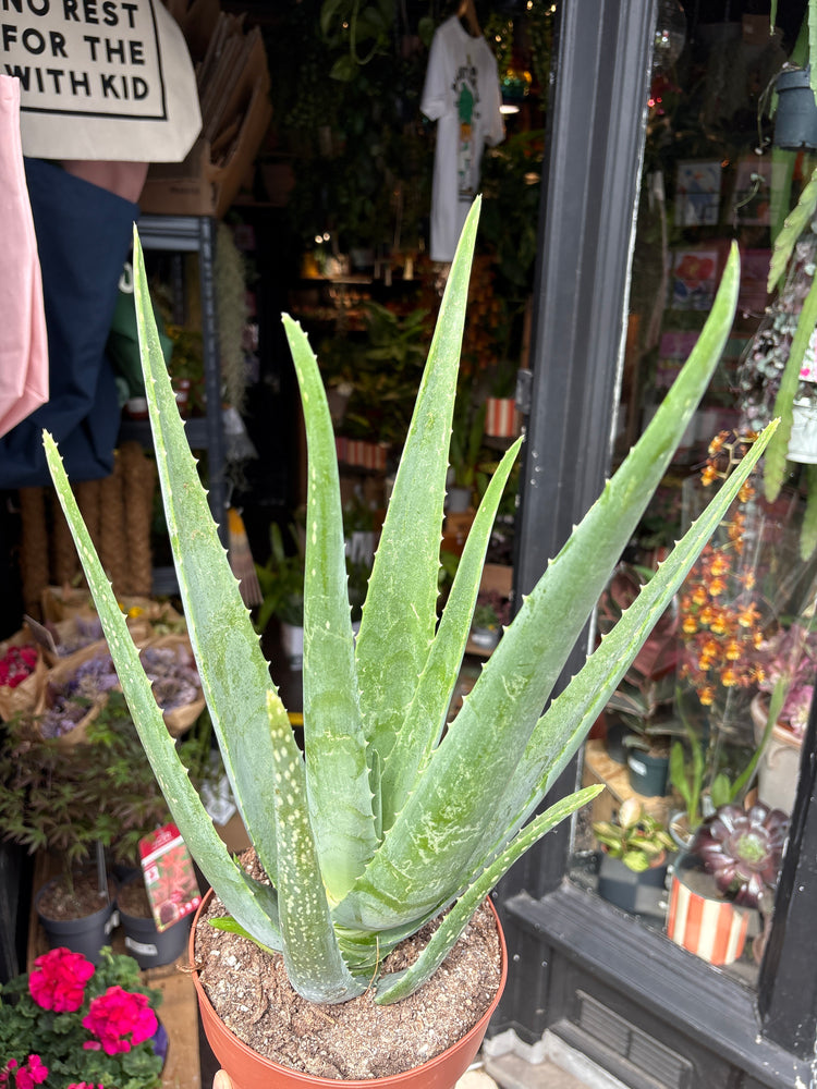 An Aloe Vera plant also known as a Aloe barbadensis miller in front of Urban Tropicana&
