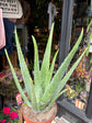 An Aloe Vera plant also known as a Aloe barbadensis miller in front of Urban Tropicana&