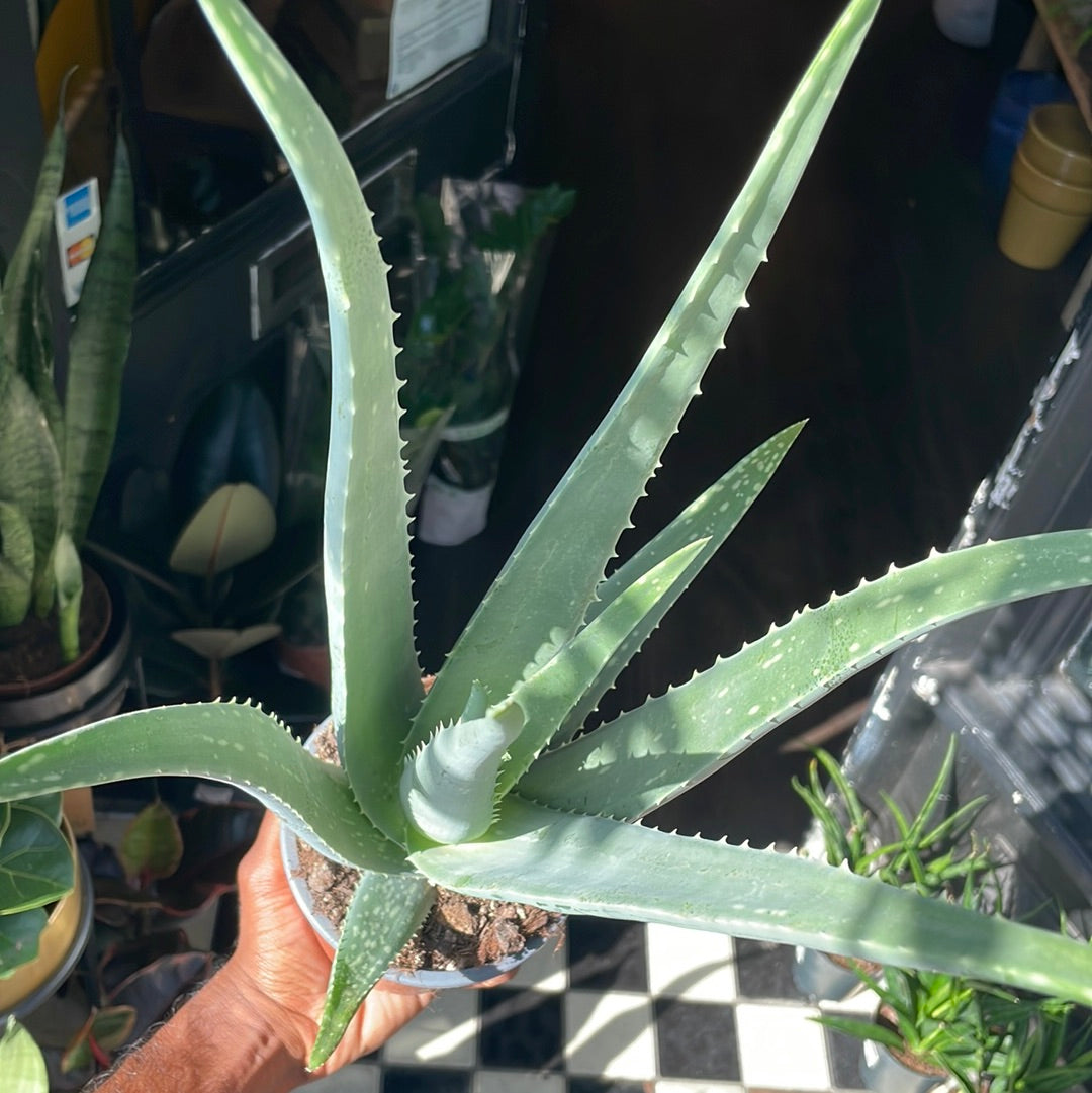 Aloe vera plant with thick, fleshy green leaves arranged in a rosette, displayed in a nursery pot at Urban Tropicana plant shop, Chiswick, London