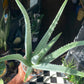 Aloe vera plant with thick, fleshy green leaves arranged in a rosette, displayed in a nursery pot at Urban Tropicana plant shop, Chiswick, London