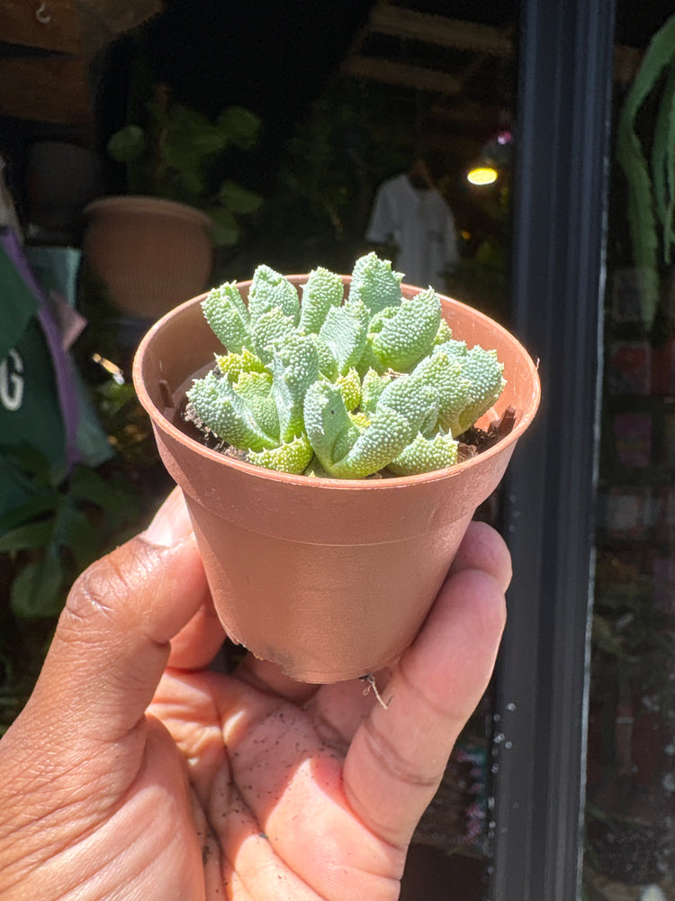 An Aloinopsis Luckhoffii plant in front of Urban Tropicana’s plant shop in Chiswick, London
