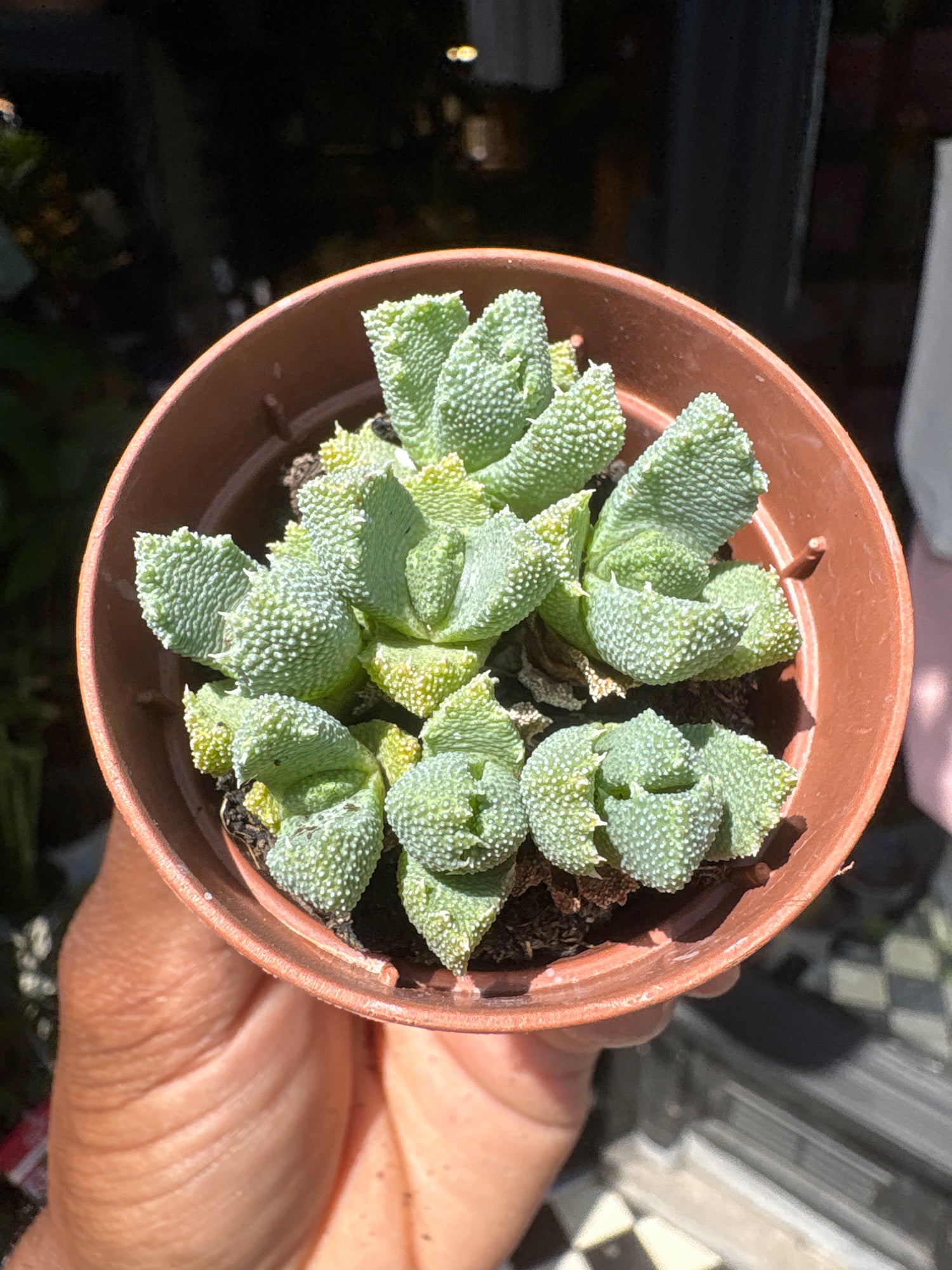 An Aloinopsis Luckhoffii plant in front of Urban Tropicana’s plant shop in Chiswick, London
