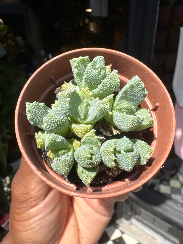 An Aloinopsis Luckhoffii plant in front of Urban Tropicana’s plant shop in Chiswick, London