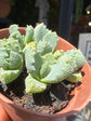 An Aloinopsis Luckhoffii plant in front of Urban Tropicana’s plant shop in Chiswick, London