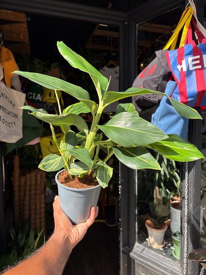 Alpinia Zerumbet Variegated houseplant outside Urban Tropicana plant shop in Chiswick, London