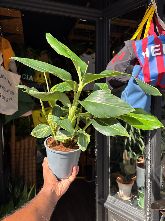 Alpinia Zerumbet Variegated houseplant outside Urban Tropicana plant shop in Chiswick, London