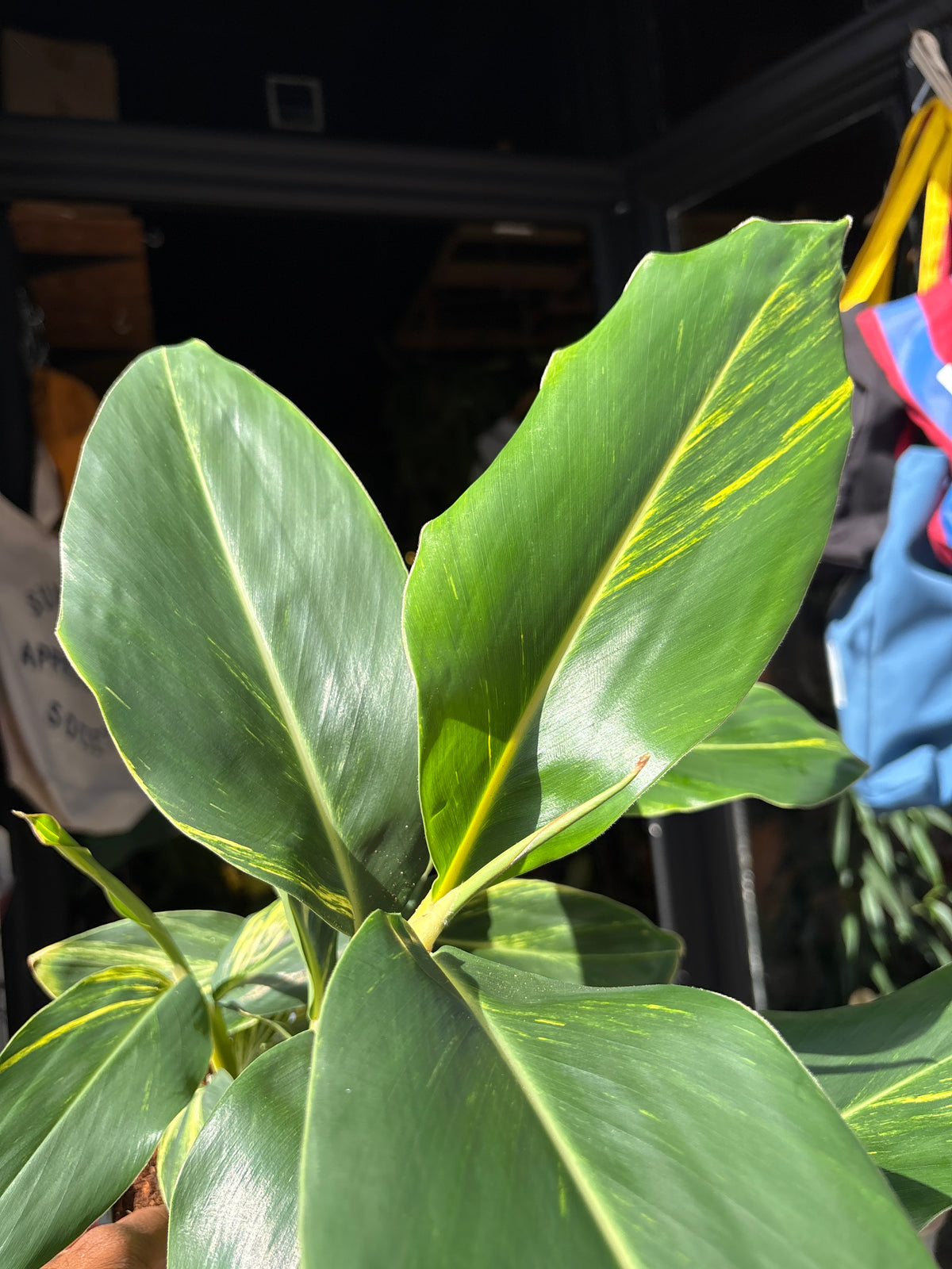 Alpinia Zerumbet Variegated houseplant outside Urban Tropicana plant shop in Chiswick, London