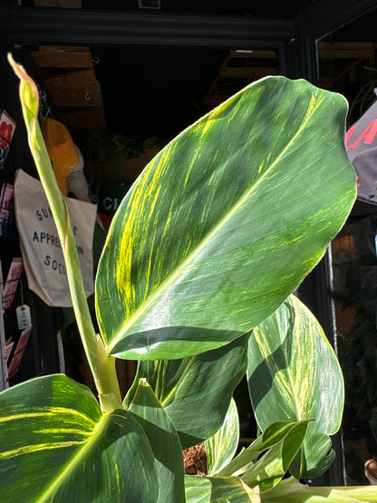 Alpinia Zerumbet Variegated houseplant outside Urban Tropicana plant shop in Chiswick, London 