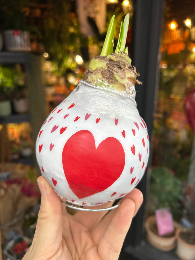 A Heart Amaryllis Wax Bulb in front of Urban Tropicana’s Plant Shop in Chiswick London