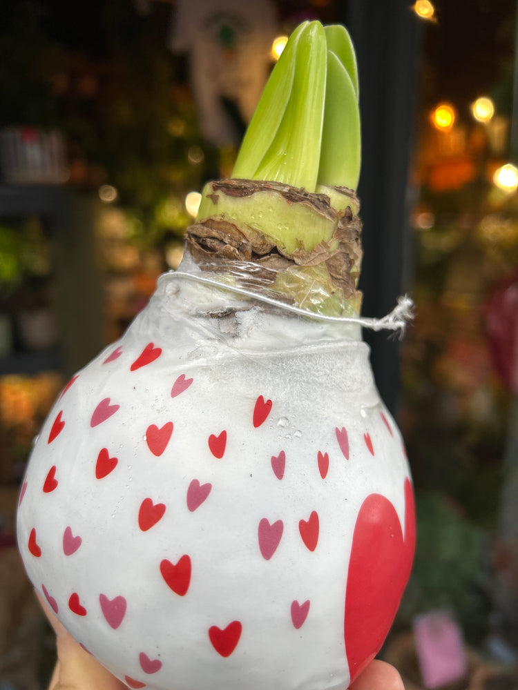 A Heart Amaryllis Wax Bulb in front of Urban Tropicana’s Plant Shop in Chiswick London