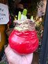 Amaryllis large red wax bulb outside Urban Tropicana plant shop in Chiswick, London