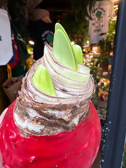 Amaryllis large red wax bulb outside Urban Tropicana plant shop in Chiswick, London