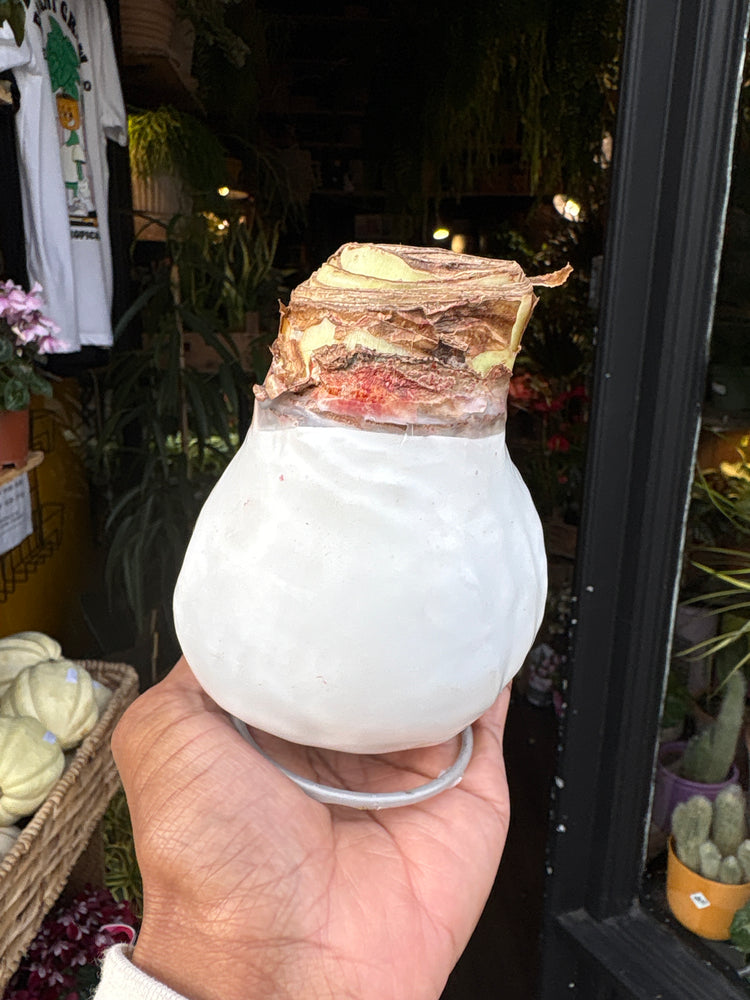 A white Amaryllis Wax Bulb in front of Urban Tropicana’s Plant Shop in Chiswick London