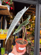 An Alocasia longiloba ‘Purple’ plant in front of Urban Tropicana’s Plant Shop in Chiswick London