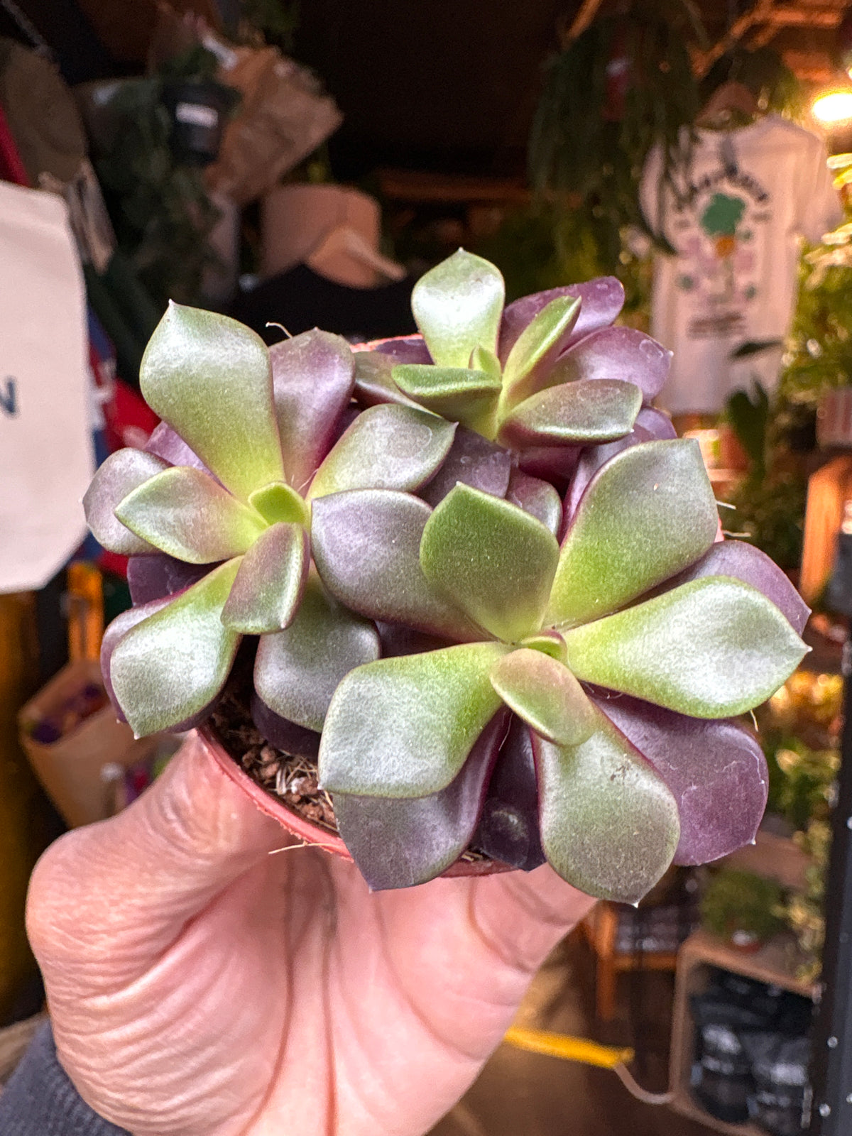 Anacampseros rufescens ‘Sunrise’ succulent in 5.5cm pot outside Urban Tropicana plant shop in Chiswick, London