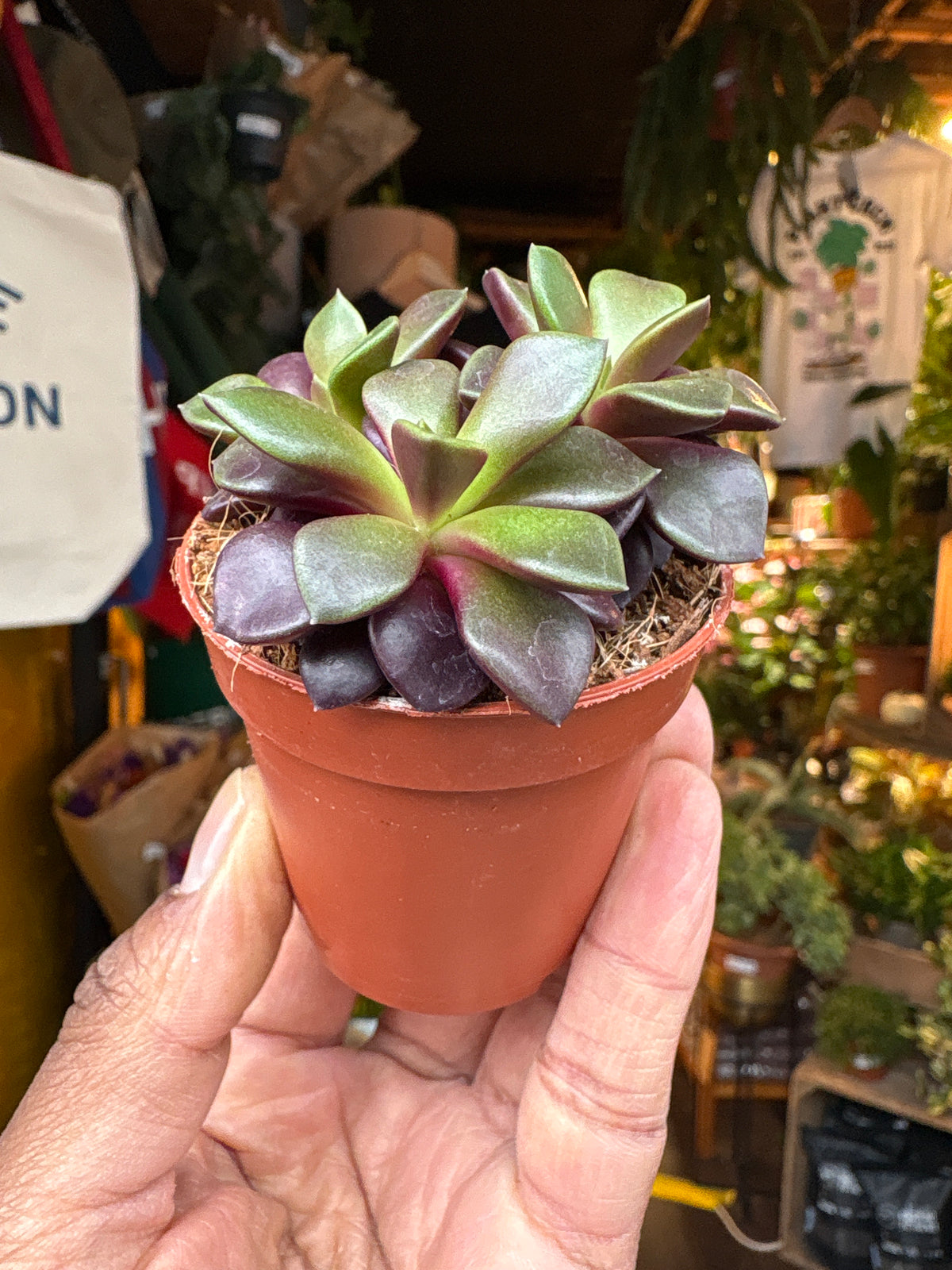 Anacampseros rufescens ‘Sunrise’ succulent in 5.5cm pot outside Urban Tropicana plant shop in Chiswick, London