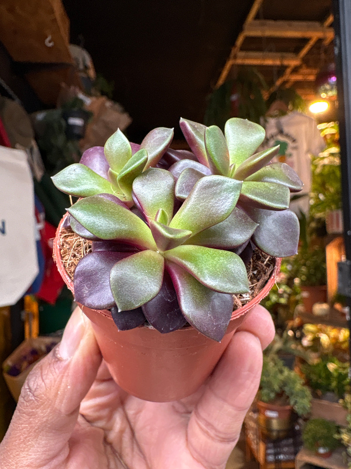 Anacampseros rufescens ‘Sunrise’ succulent in 5.5cm pot outside Urban Tropicana plant shop in Chiswick, London