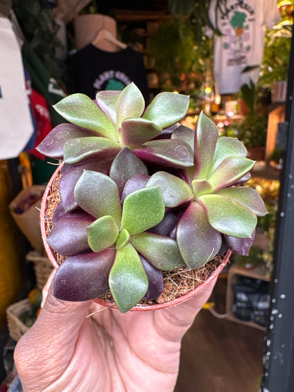 Anacampseros rufescens ‘Sunrise’ succulent in 5.5cm pot outside Urban Tropicana plant shop in Chiswick, London