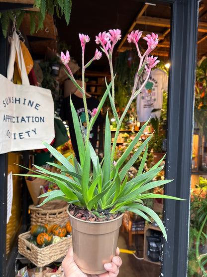 Anigozanthos Pink in 12cm pot outside Urban Tropicana plant shop in Chiswick, London