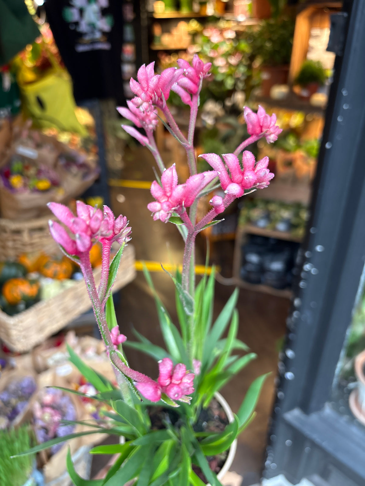 Anigozanthos Pink in 12cm pot outside Urban Tropicana plant shop in Chiswick, London