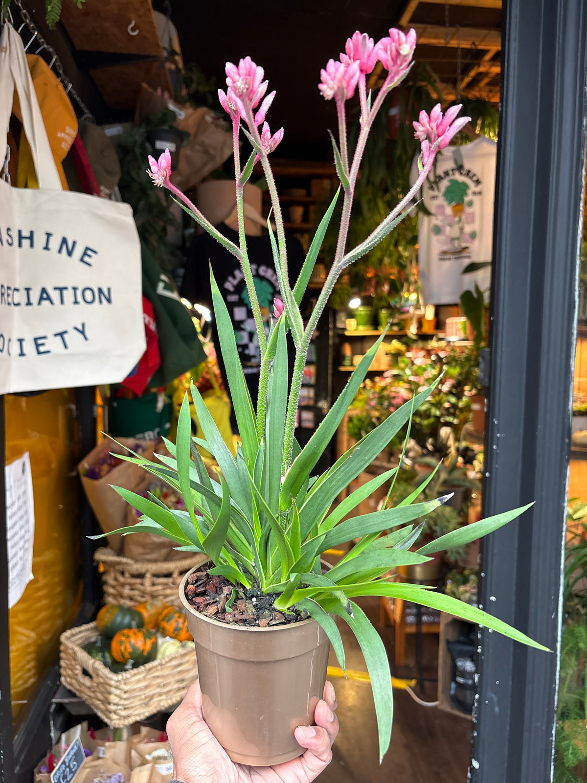 Anigozanthos Pink in 12cm pot outside Urban Tropicana plant shop in Chiswick, London