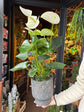 An Anthurium Alpine in front of Urban Tropicana’s plant shop in Chiswick London