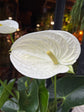 An Anthurium Alpine in front of Urban Tropicana’s plant shop in Chiswick London