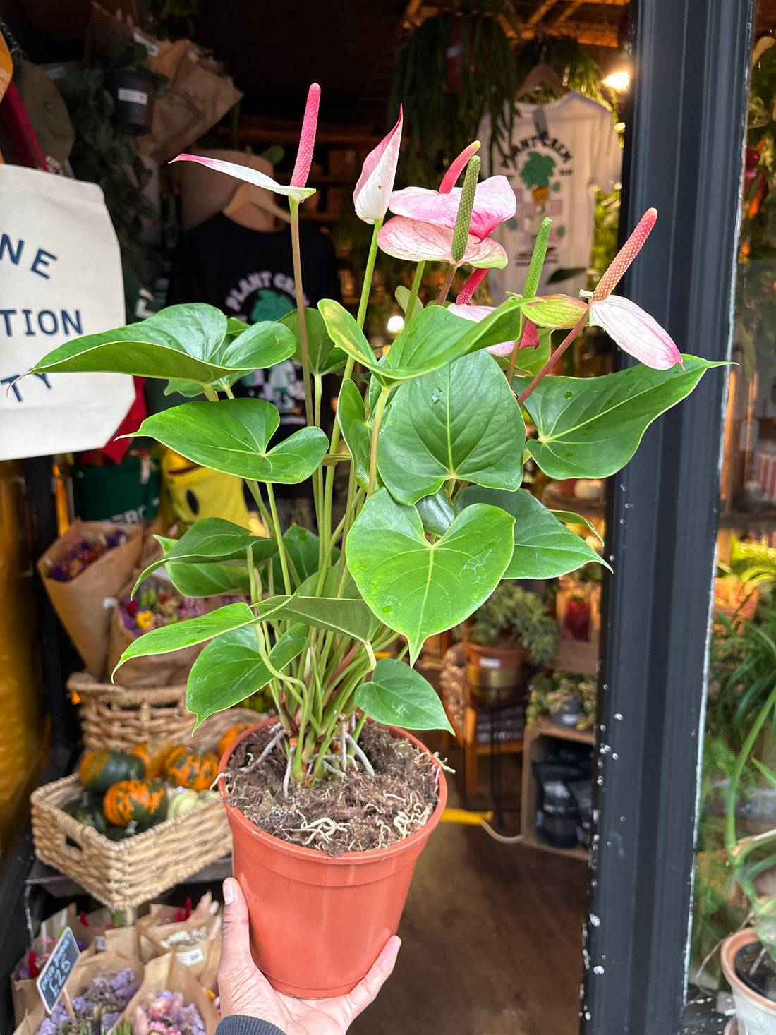 Anthurium ‘Amalia Elegance’ in 17cm pot outside Urban Tropicana plant shop in Chiswick, London