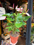 Anthurium ‘Amalia Elegance’ in 17cm pot outside Urban Tropicana plant shop in Chiswick, London