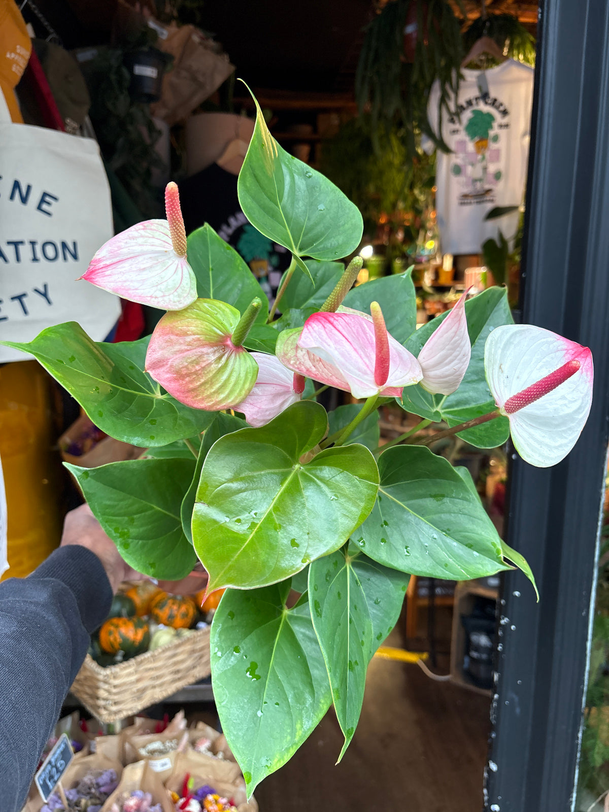 Anthurium ‘Amalia Elegance’ in 17cm pot outside Urban Tropicana plant shop in Chiswick, London