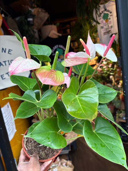 Anthurium ‘Amalia Elegance’ in 17cm pot outside Urban Tropicana plant shop in Chiswick, London