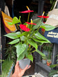 Anthurium Andraeanum Esudo, or Flamingo Flower or Laceleaf, outside Urban Tropicana’s store in Chiswick, London