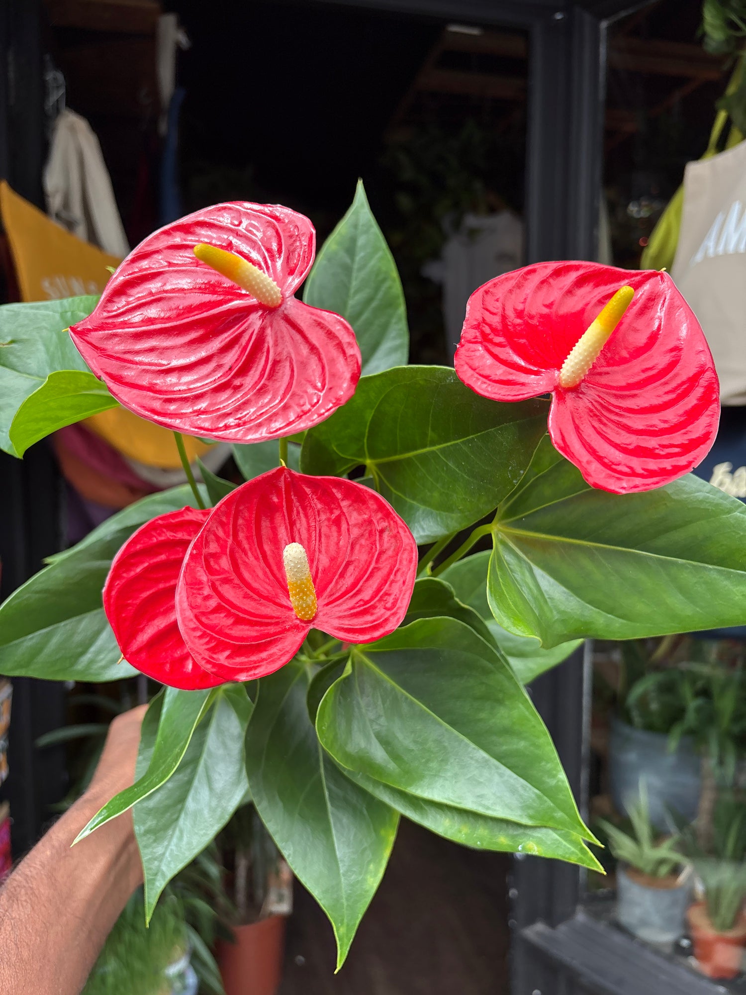 Anthurium Andraeanum Esudo, or Flamingo Flower or Laceleaf, outside Urban Tropicana’s store in Chiswick, London