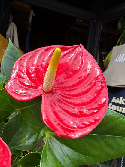 Anthurium Andraeanum Esudo, or Flamingo Flower or Laceleaf, outside Urban Tropicana’s store in Chiswick, London